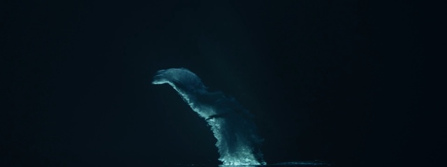 Video Reference: water, darkness, organism, computer wallpaper