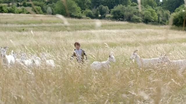 Video Reference: rice, grain, starches, field, grass, landscape