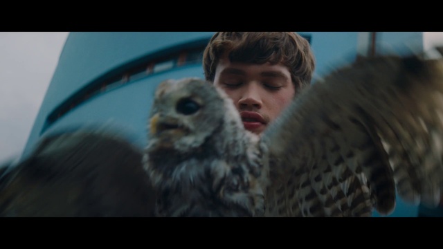 Video Reference: Owl, Snout, Adaptation, Fur, Human, Bird of prey, Organism, Screenshot, Wildlife, Photo caption