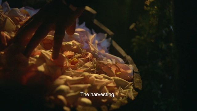 Video Reference: Organism, Cuisine