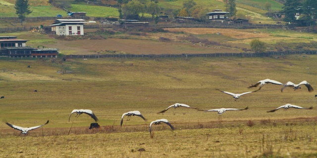 Video Reference: Bird, Grassland, Crane-like bird, Wildlife, Bird migration, Crane, Animal migration, Ecoregion, Water bird, Pasture