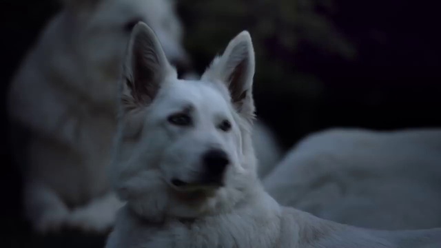 Video Reference: Dog, Mammal, Vertebrate, Canidae, Dog breed, White shepherd, White, Berger blanc suisse, Carnivore, Herding dog