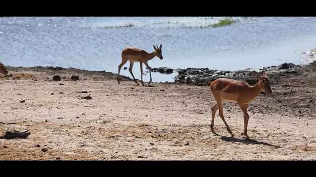 Video Reference: wildlife, ecosystem, fauna, springbok, impala, antelope, gazelle, ecoregion, safari, savanna