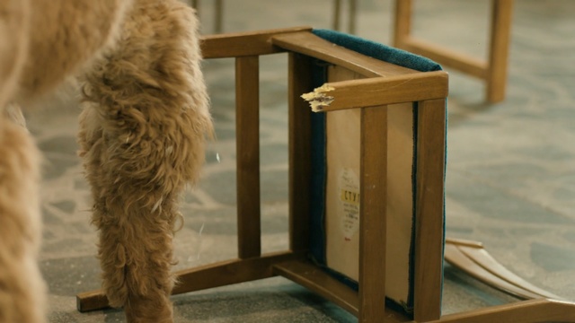 Video Reference: furniture, wood, dog like mammal, fur, flooring, chair, floor, table, Person