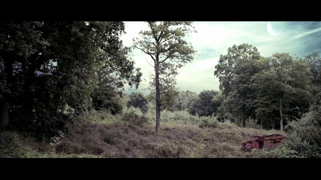 Video Reference: tree, nature, sky, vegetation, ecosystem, forest, woodland, woody plant, wilderness, grass