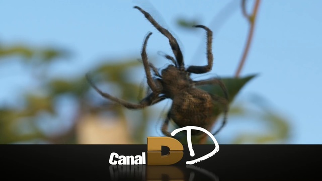 Video Reference: insect, close up, organism