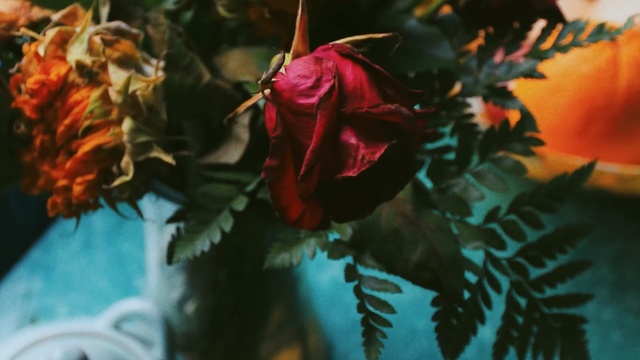 Video Reference: Red, Leaf, Flower, Pink, Plant, Rose, Garden roses, Rose family, Botany, Petal