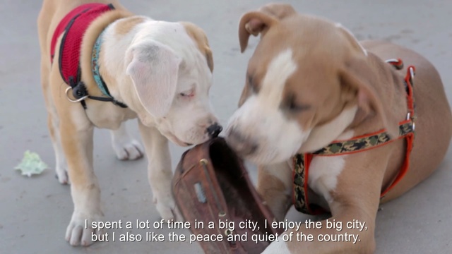 Video Reference: Dog, Mammal, Vertebrate, Dog breed, Canidae, American pit bull terrier, Carnivore, Pit bull, Snout, American bulldog