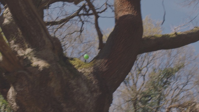 Video Reference: Branch, Tree, Twig, Trunk, Woody plant, Leaf, Plant, Spring, Organism, Wildlife