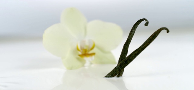 Video Reference: Flower, Plant, Flowering plant, Vanilla, Petal, Moth Orchid, Still life photography, Orchid, Pedicel, Dendrobium