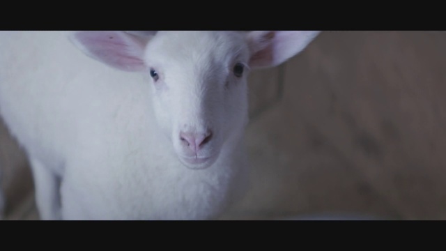 Video Reference: Vertebrate, Goats, Mammal, Goat, Sheep, Nose, Snout, Cow-goat family, Eye, Livestock