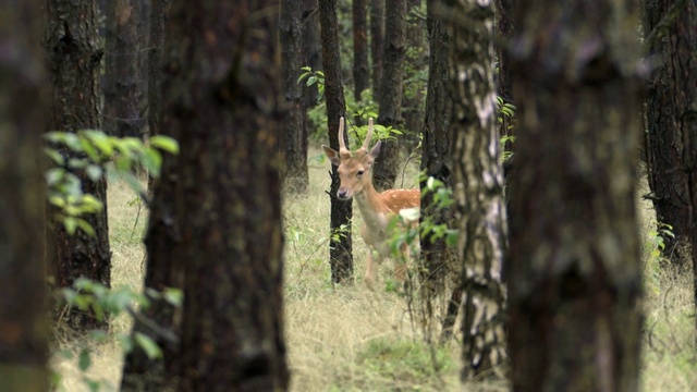 Video Reference: Nature, Tree, Wildlife, Deer, Green, Natural environment, Forest, Vegetation, Woodland, Old-growth forest