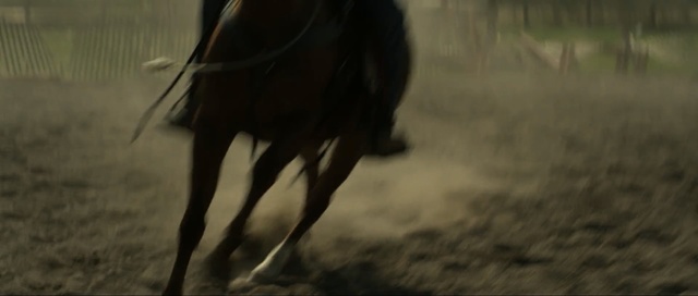 Video Reference: horse, horse like mammal, mane, stallion, mustang horse, wildlife, grass, tree, darkness, snout