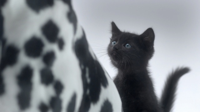 Video Reference: cat, small to medium sized cats, black and white, cat like mammal, whiskers, black cat, domestic short haired cat, snout, fur, kitten