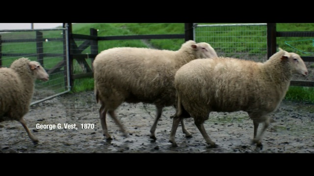 Video Reference: sheep, sheep, herd, cow goat family, livestock, herding, pasture, grass, lamb and mutton, goat antelope