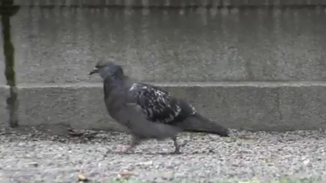 Video Reference: bird, pigeons and doves, fauna, beak, stock dove, crow, crow like bird