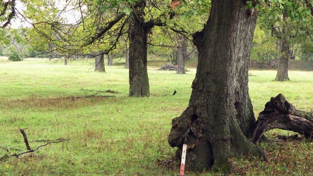Video Reference: Plant, Tree, Natural landscape, Branch, Wood, Land lot, Trunk, Grass, Landscape, Groundcover