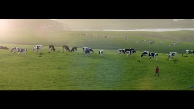 Video Reference: steppe, plain, cow, land, grass, landscape