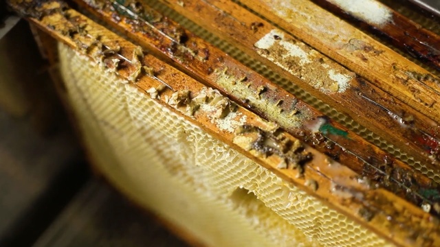Video Reference: Insect, Bee, Beehive, Membrane-winged insect, Honeybee, Apiary, Pollinator, Wood, Invertebrate, Pattern
