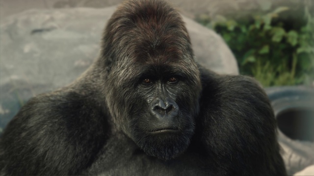 Video Reference: Mammal, Vertebrate, Primate, Terrestrial animal, Snout, Nose, Organism, Eye, Close-up, Leaf