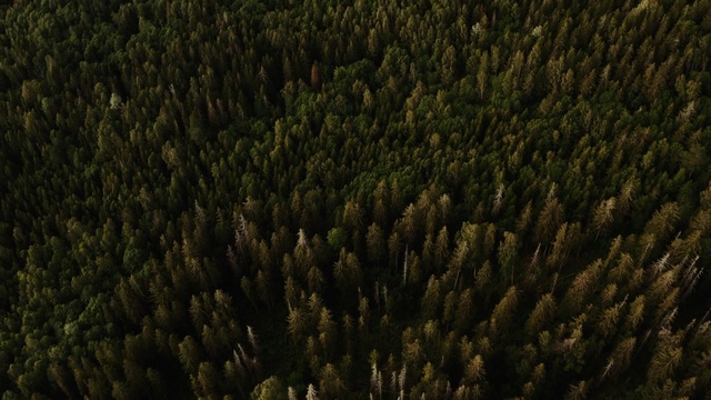 Video Reference: Green, Aerial photography, Brown, Grass, Forest, Tree, Pattern, Plant, Photography, Jungle, Fruit, Standing, Large, Water, Bird, Group, Field, Laying, Nature, Landscape