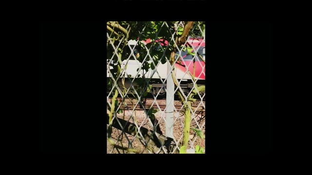 Video Reference: Nature, Tree, Plant, Leaf, Adaptation, Grass, Flower, Branch, Organism, Shrub