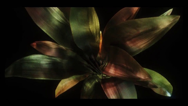 Video Reference: Terrestrial plant, Flower, Plant, Petal, Leaf, Botany, Still life photography, Darkness, Organism, Flowering plant