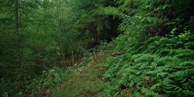 Video Reference: Vegetation, Forest, Green, Nature reserve, Nature, Tropical and subtropical coniferous forests, Natural environment, Old-growth forest, Tree, Jungle