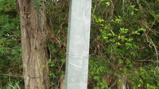 Video Reference: Tree, Nature reserve, Trunk, Biome, Plant, Forest, Woody plant, Grass family, Plant community, Old-growth forest
