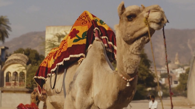 Video Reference: camel, camel like mammal, arabian camel, temple, livestock
