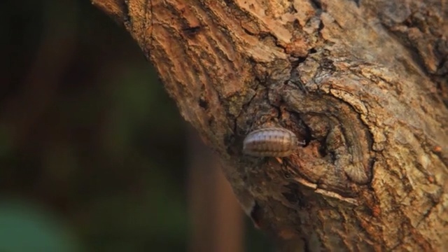 Video Reference: Trunk, Tree, Close-up, Organism, Wood, Plant, Insect, Pest, Wildlife, Bug