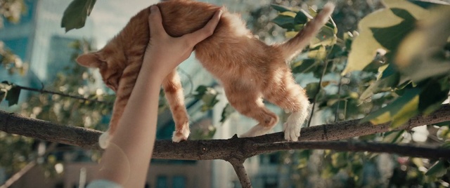 Video Reference: Felidae, Cat, Carnivore, Fawn, Tail, Small to medium-sized cats, Wildlife