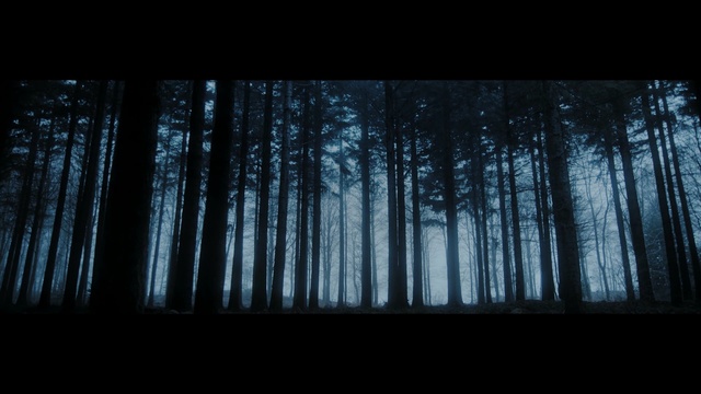 Video Reference: nature, black, forest, atmosphere, black and white, darkness, woodland, sky, tree, light, Person