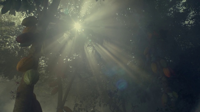 Video Reference: Nature, Sunlight, Light, Atmospheric phenomenon, Atmosphere, Morning, Lens flare, Sky, Tree, Space