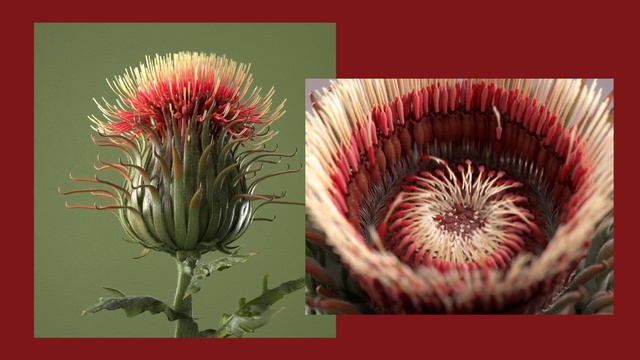 Video Reference: Flower, Thistle, Plant, Flowering plant, Botany, Organism, Protea family, Adaptation, Burdock, Wildflower