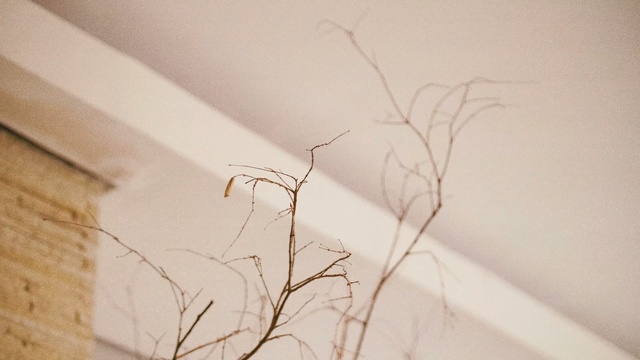 Video Reference: Branch, Twig, Wall, Line, Tree, Plant