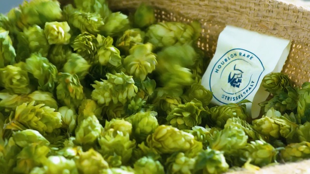 Video Reference: Hops, Leaf vegetable, Cruciferous vegetables, Humulus lupulus, Food, Plant, Vegetable, Ingredient, Produce, Vegetarian food