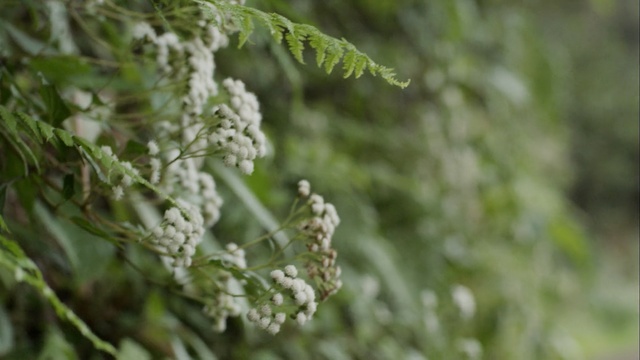 Video Reference: Flower, Plant, Grass, Flowering plant, Subshrub, Annual plant, Vascular plant, Person