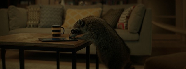 Video Reference: mammal, rodent, cat, animal, fur, rat, feline, pet, domestic, furry, cute, kitten