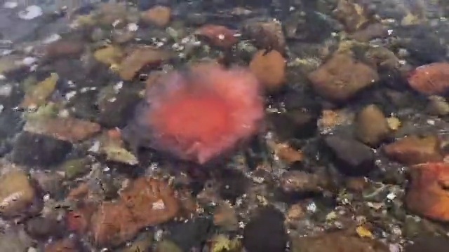 Video Reference: Underwater, Water, Marine biology, Invertebrate, Reef, Fluid, Coral, Natural material, Soil, Coral reef