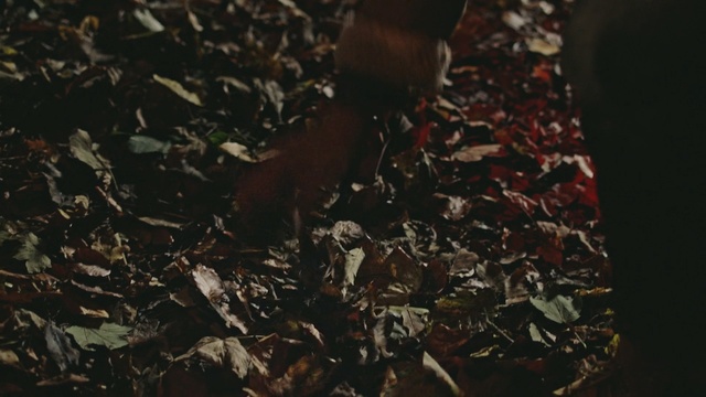 Video Reference: Black, Brown, Leaf, Soil, Organism, Photography, Adaptation, Compost, Still life photography, Chocolate