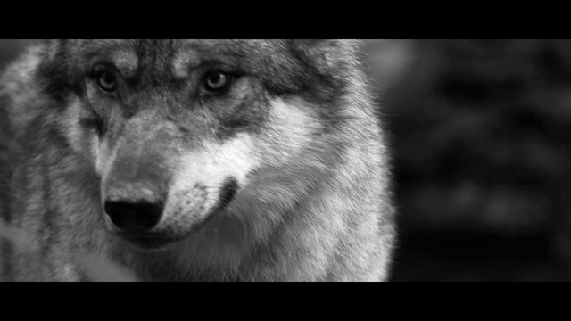 Video Reference: black and white, wolf, wildlife, monochrome photography, mammal, dog like mammal, photography, fauna, snout, monochrome