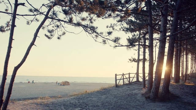 Video Reference: Tree, Sky, Nature, Natural landscape, Morning, Sea, Atmospheric phenomenon, Branch, Shore, Water