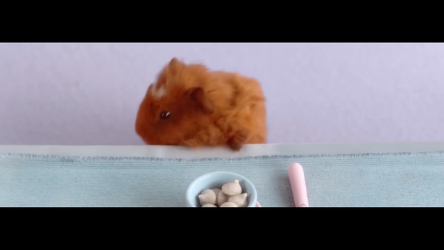 Video Reference: Guinea pig, Rodent, Hamster, Fawn