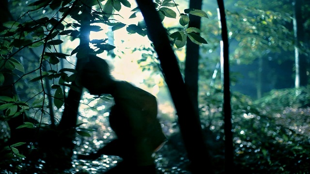 Video Reference: tree, green, nature, leaf, forest, woody plant, branch, woodland, jungle, plant, Person