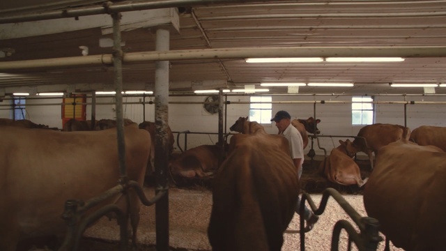 Video Reference: horse, stable, dairy, stall, horse supplies, snout, livestock, pack animal