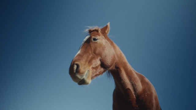 Video Reference: Mammal, Horse, Vertebrate, Sorrel, Sky, Mane, Snout, Mustang horse, Mare, Terrestrial animal