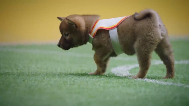 Video Reference: Mammal, Vertebrate, Canidae, Dog, Dog breed, Snout, Carnivore, Puppy, Fawn, Sporting Group, Person