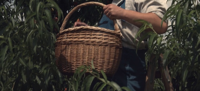 Video Reference: grass, basket, grass family, straw, crop, plant, agriculture, commodity, tree, rope, Person