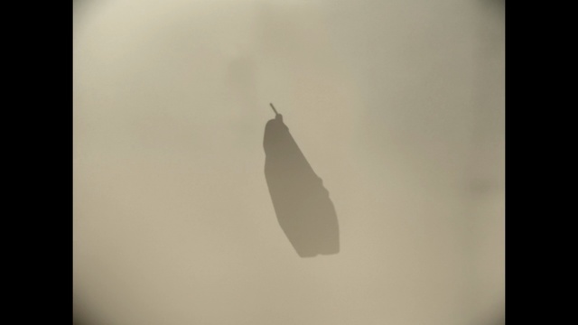 Video Reference: sky, black and white, feather, still life photography